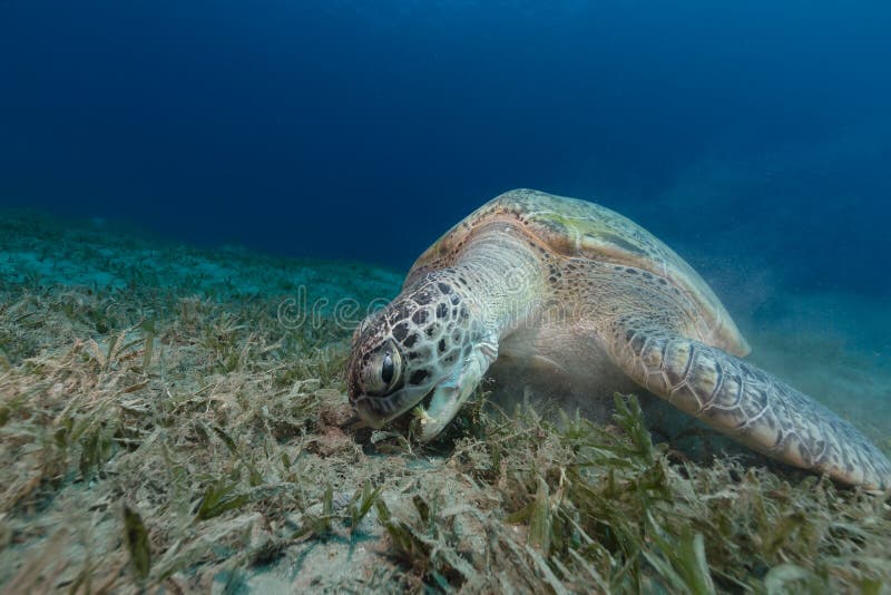 Female green turtle eating sea grass. Female green turtle eating sea grass