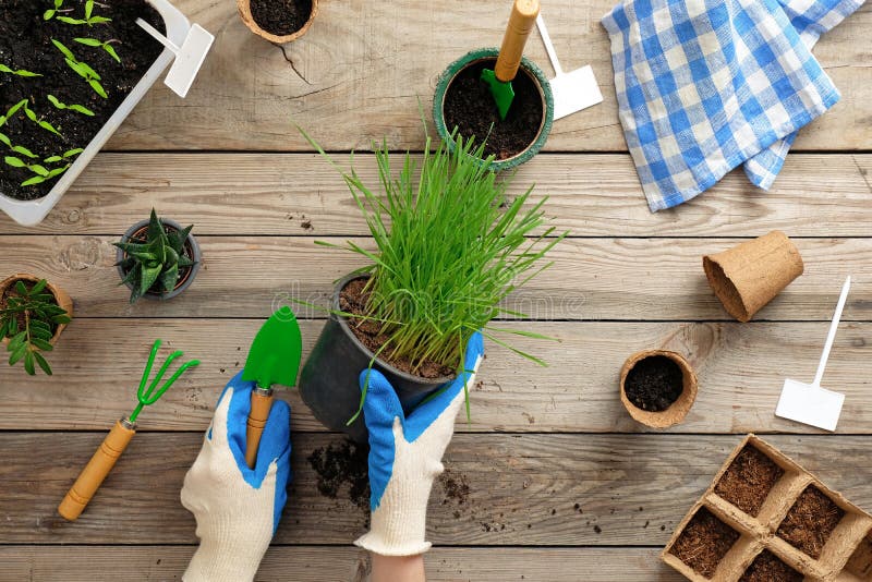 Vrouwelijke handen die pot met gras op uitstekende houten achtergrond houden Het tuinieren of het planten van concept Het werken stock foto Vrouwelijke handen die pot met gras op uitstekende houten achtergrond houden Het tuinieren of het planten van concept Het werken stock foto