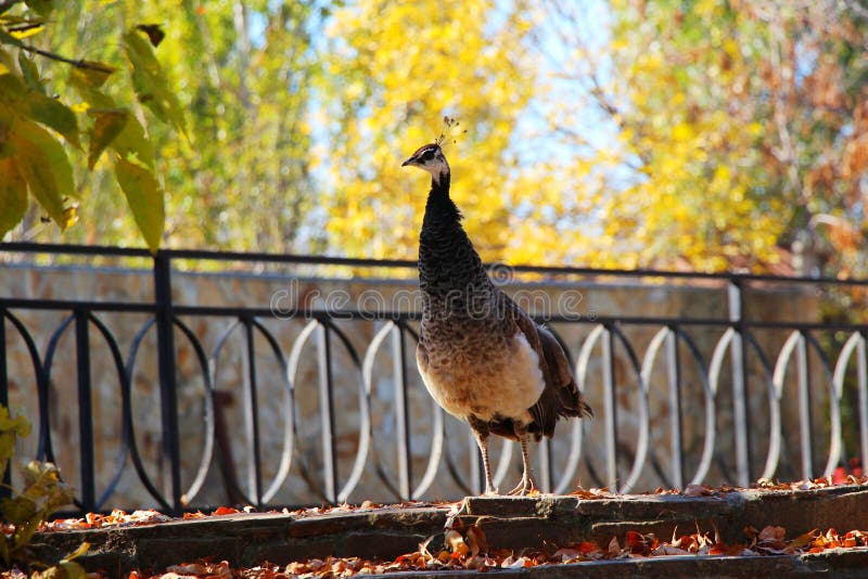 A female Indian peafowl peahen walks through the park in autumn against a background of yellow trees. Autumn, freedom, birds, animals and wildlife, travel and tourism concept. A female Indian peafowl peahen walks through the park in autumn against a background of yellow trees. Autumn, freedom, birds, animals and wildlife, travel and tourism concept.