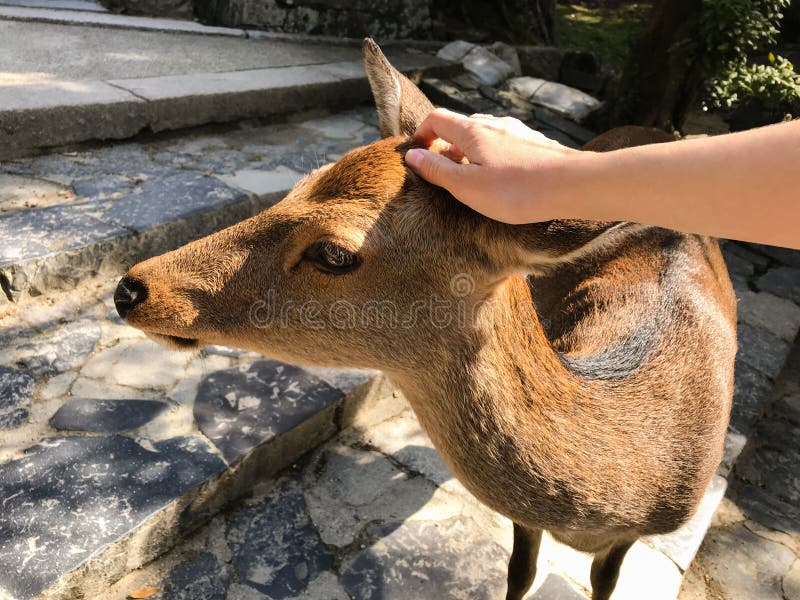 Vrouwelijke meisjeshand die een mooi hert in Nara, Japan petting stock foto's Vrouwelijke meisjeshand die een mooi hert in Nara, Japan petting stock foto's