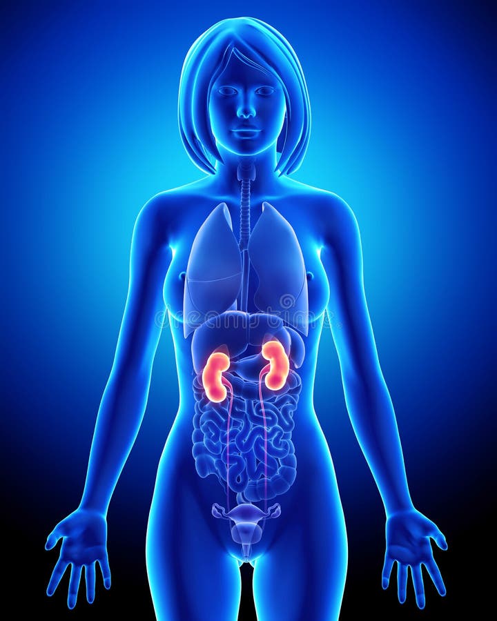 Vrouwelijke nieranatomie in blauwe röntgenlus stock illustratie