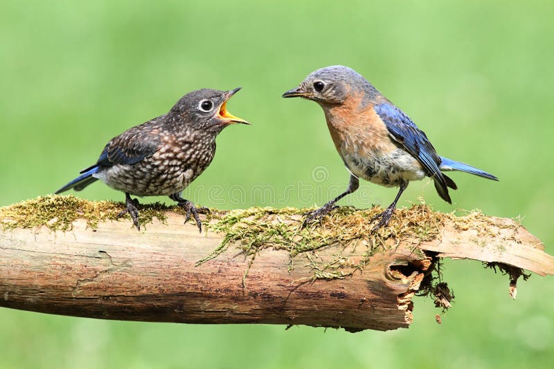 Vrouwelijke Oostelijke Sialia met Baby stock afbeeldingen Vrouwelijke Oostelijke Sialia met Baby stock afbeeldingen