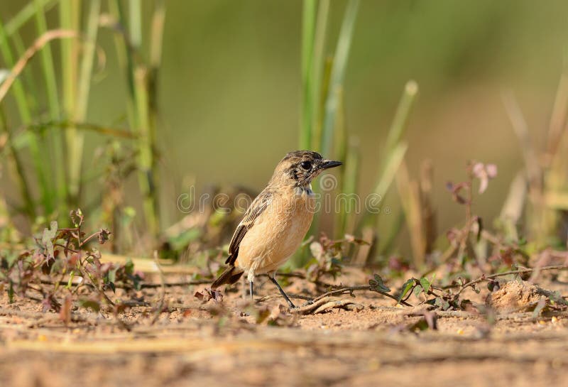 Vrouwelijke Oostelijke Stonechat (Saxicola-stejnegeri) stock foto Vrouwelijke Oostelijke Stonechat (Saxicola-stejnegeri) stock foto