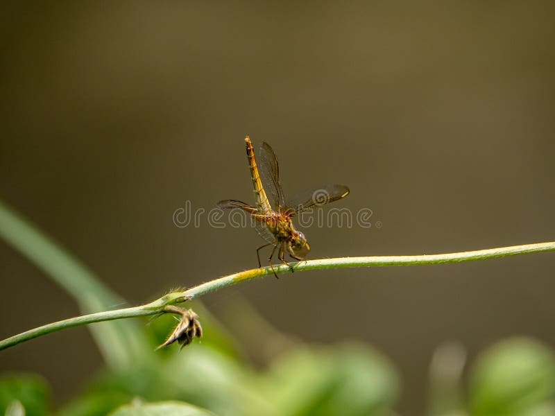 A Japanese female scarlet skimmer, Crocothemis servilia mariannae , perches on a vine beside an irrigation canal in Saza village, Japan. A Japanese female scarlet skimmer, Crocothemis servilia mariannae , perches on a vine beside an irrigation canal in Saza village, Japan