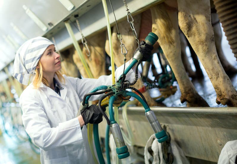 Vrouwelijke Technicus Die Met Melkende Machines Werken Stock Afbeelding