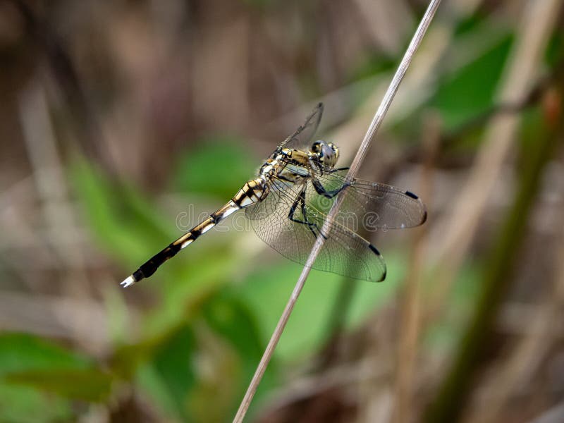 A female Japanese white-tailed skimmer, Orthetrum albistylum, rests on a reed in Saza village, Japan. A female Japanese white-tailed skimmer, Orthetrum albistylum, rests on a reed in Saza village, Japan