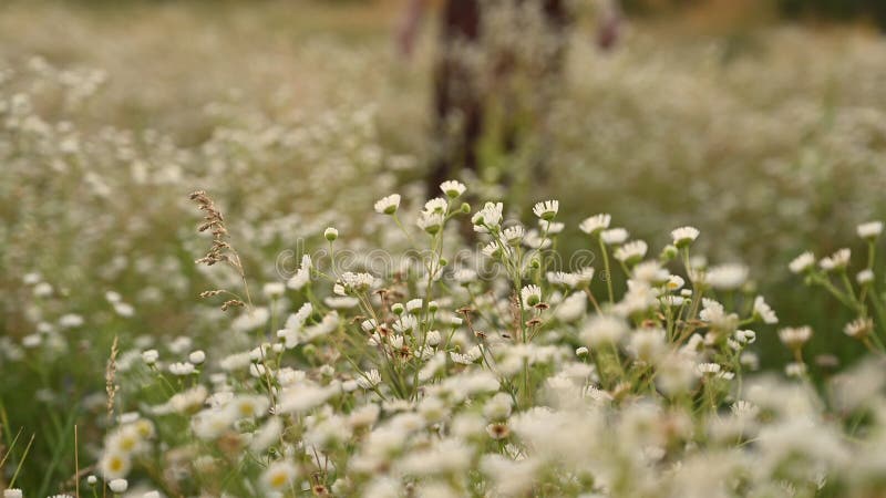 Vrouwen raken wilde bloemen aan