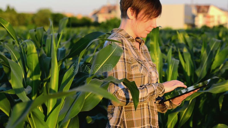 Vrouwenagronoom die tabletcomputer op landbouw gecultiveerd graangebied met behulp van in zonsondergang