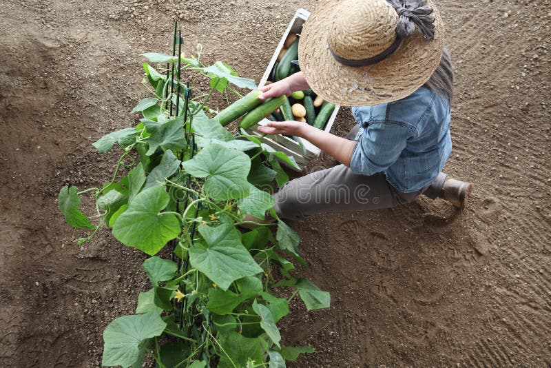 Vrouwenlandbouwer het werken in moestuin, verzamelt binnen een komkommer stock afbeelding Vrouwenlandbouwer het werken in moestuin, verzamelt binnen een komkommer stock afbeelding