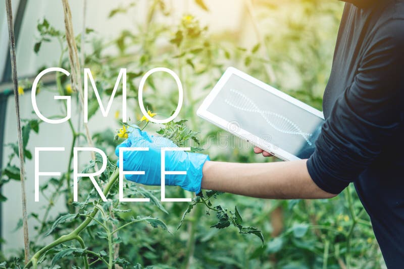 Vrouwenwetenschapper die de installatie voor de aanwezigheid van genetische modificatie testen GMO-vrije producten en organismen stock illustratie Vrouwenwetenschapper die de installatie voor de aanwezigheid van genetische modificatie testen GMO-vrije producten en organismen stock illustratie