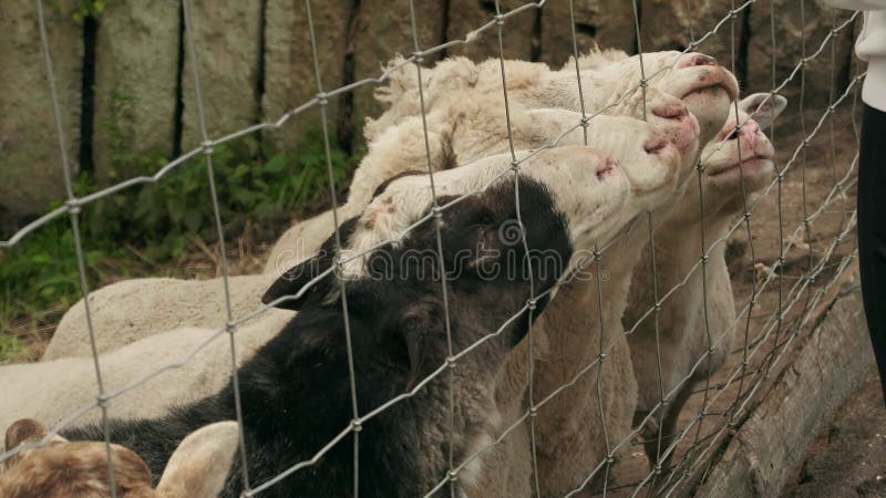 Vrouwtjes voeden de geit met de hand achter een hek in de dierentuin op een zonnige dag.