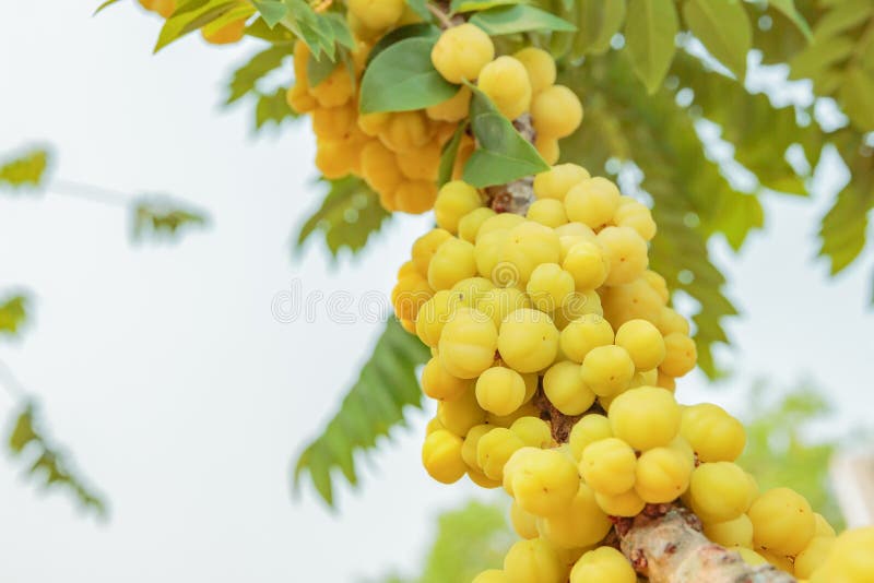 Vruchten met hoge vitamine Cinhoud stock afbeelding Vruchten met hoge vitamine Cinhoud stock afbeelding