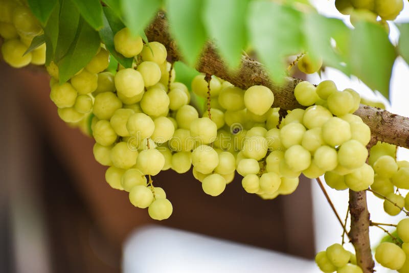 Vruchten met hoge vitamine Cinhoud royalty-vrije stock afbeeldingen Vruchten met hoge vitamine Cinhoud royalty-vrije stock afbeeldingen