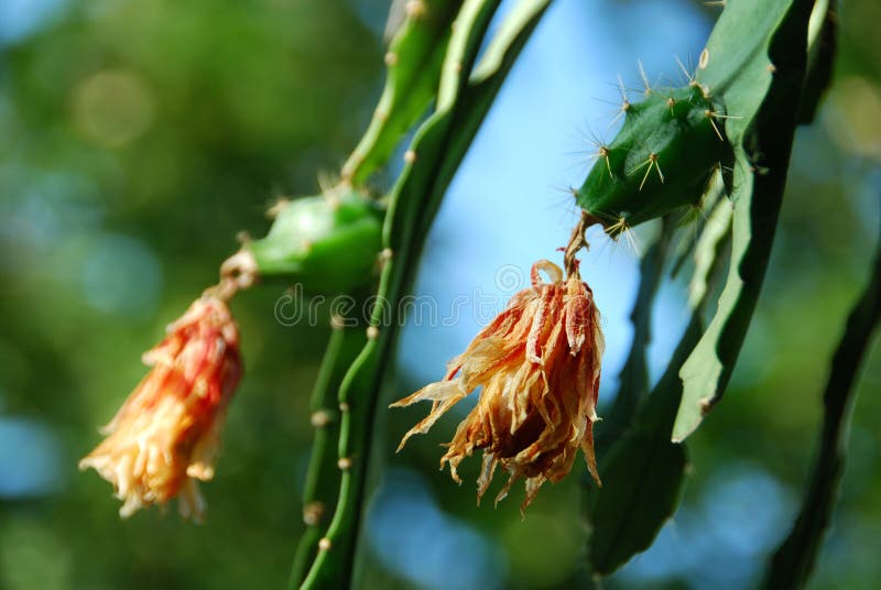 Vruchten van een cactus stock foto. Image of groei, flora 33501724