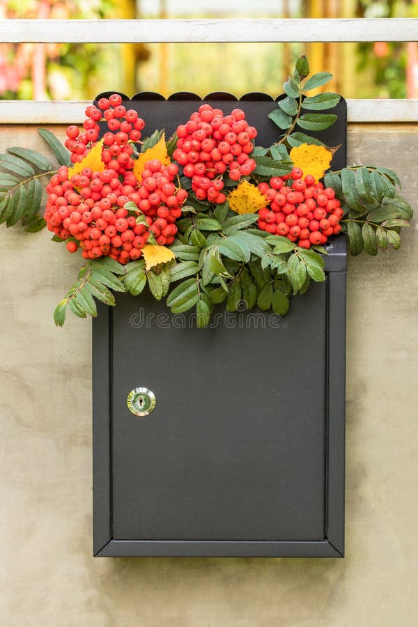 Vruchten Van Rowan Sorbus in Mailbox on Gray Metal Door of Gate Stock ...