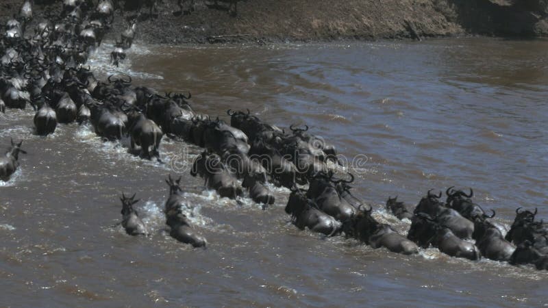 Vue arrière courbe d'un troupeau de gnou traversant la rivière de Mara dans la réservation de jeu de Mara de masai banque de vidéos