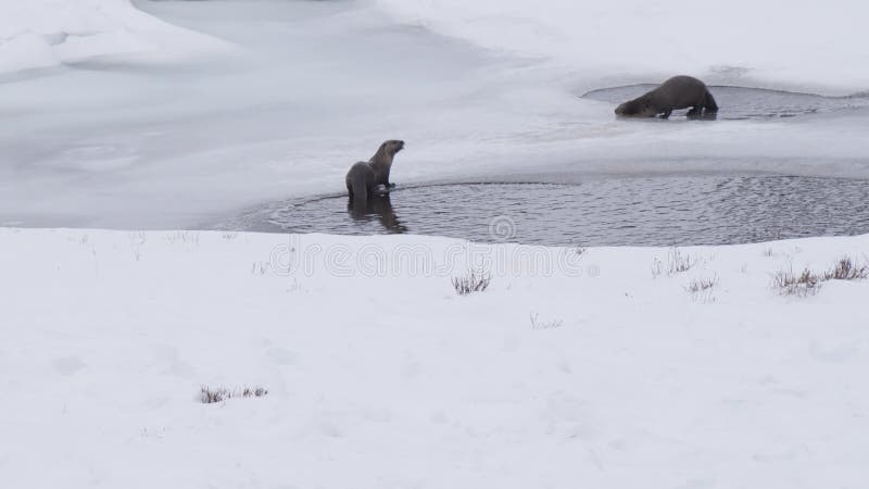 Vue arrière d'hiver d'une loutre de rivière mangeant un poisson dans yellowstone clips vidéos