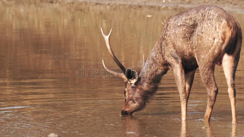 Vue arrière d'un cerf sambar en cerf en train de boire d'un trou d'eau à tadoba banque de vidéos