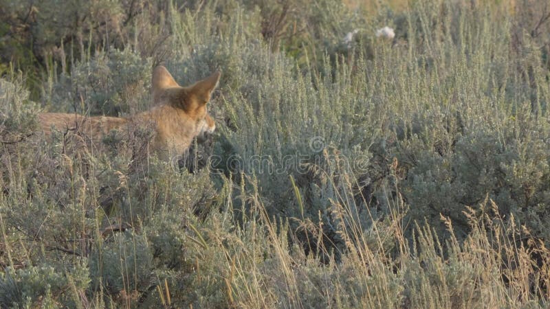 Vue arrière d'un coyote dans la vallée de manger lamar du parc national de yellowstone banque de vidéos