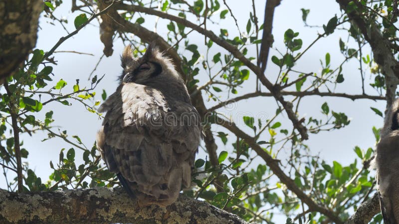 Vue arrière d'un hibou-aigle géant endormi au parc national du serengeti clips vidéos