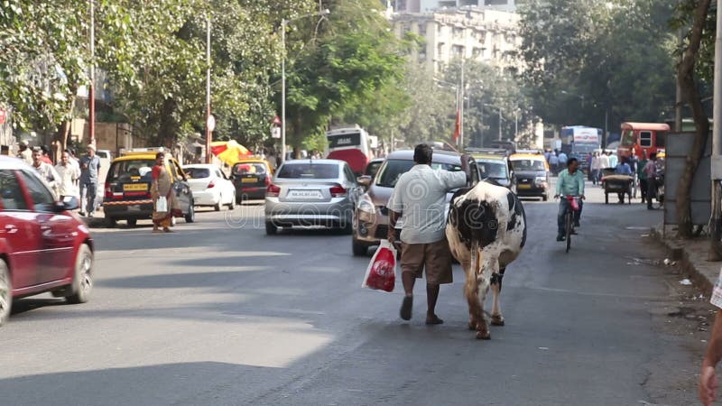 Vue arrière d'un homme menant une vache sur une laisse par une rue passante dans Mumbai banque de vidéos