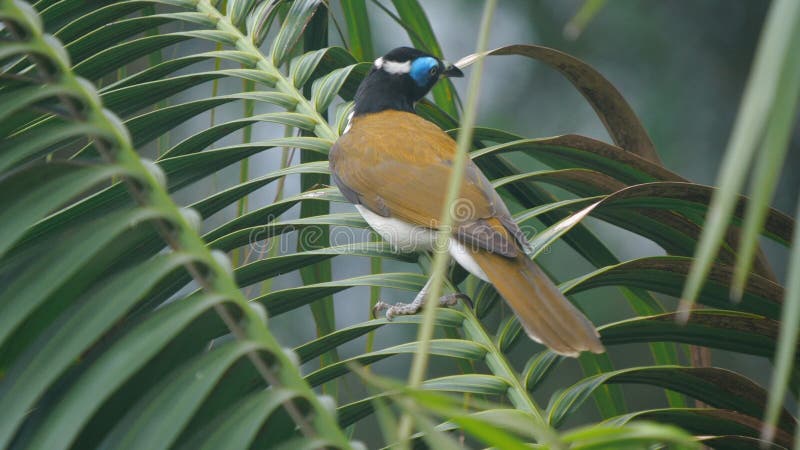 Vue arrière d'un honeyeater bleu sur une branche de palme clips vidéos