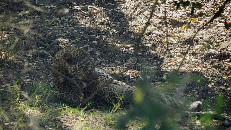Vue arrière d'un léopard en train de toiletter à l'ombre dans la réserve nationale de masai mara clips vidéos