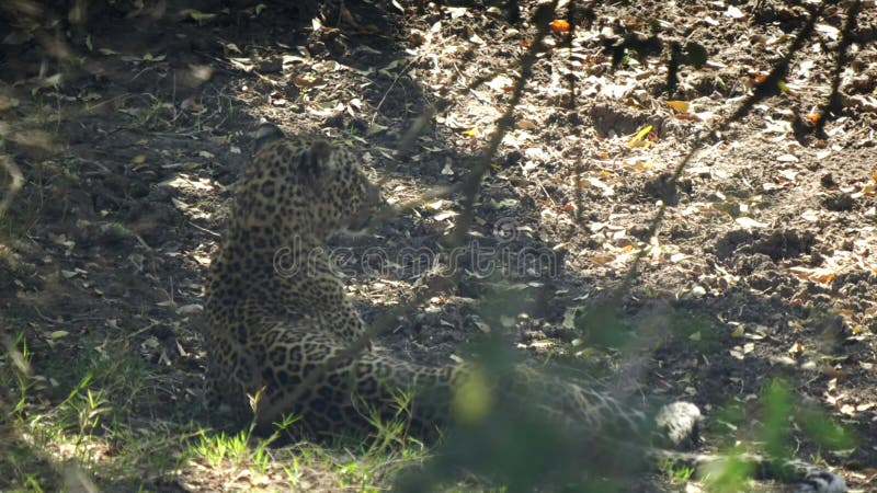 Vue arrière d'un léopard reposant à l'ombre dans la réserve nationale de masai mara clips vidéos