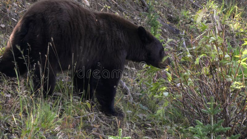 Vue arrière d'un ours noir qui mange des baies sur des brûlures de mousses de mousses dans la pierre jaune banque de vidéos