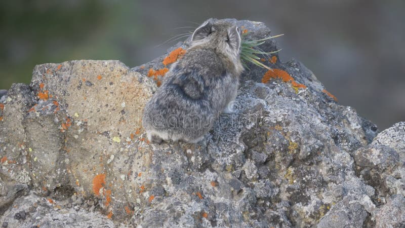 Vue arrière d'un 60p 4k pika avec l'herbe fraîche dans sa bouche à yellowstone banque de vidéos