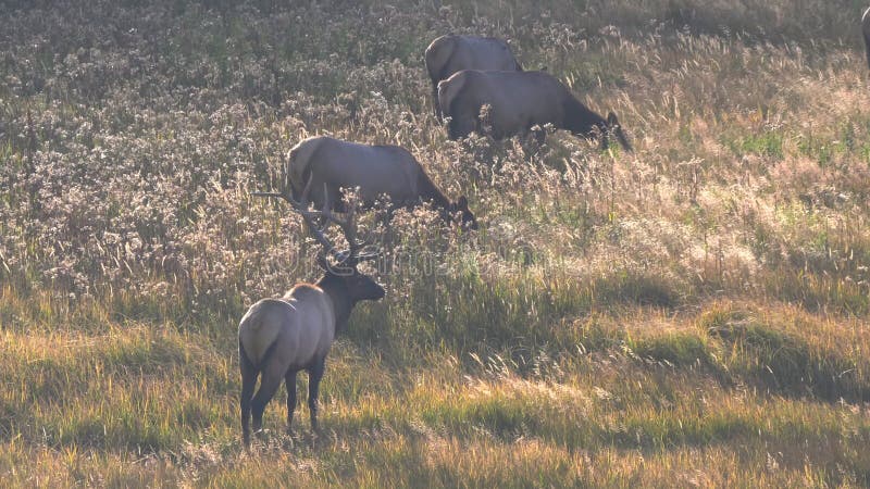 Vue arrière d'un taureau à wapitis avec des vaches pendant la rut à yellowstone banque de vidéos