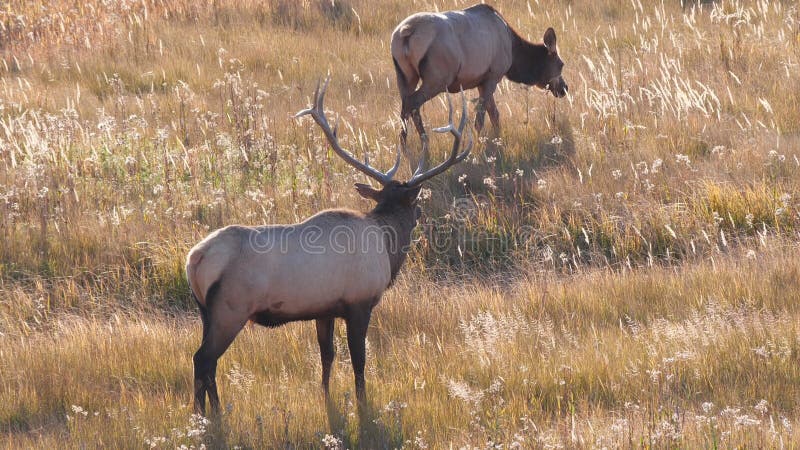 Vue arrière d'un taureau à wapitis avec une vache à yellowstone banque de vidéos