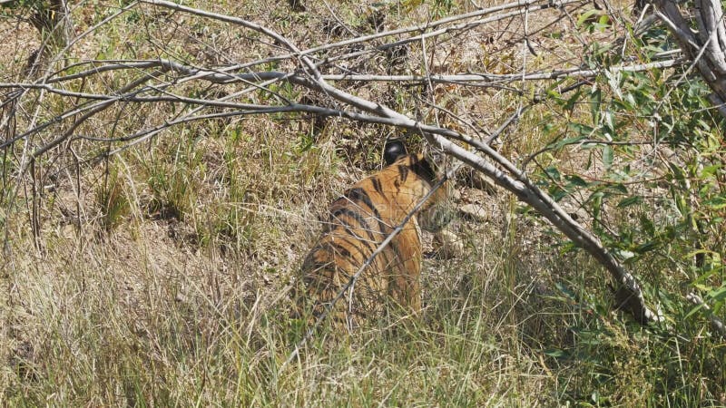 Vue arrière d'un tigre du bengale dans une forêt à tadoba en inde 4k 60p banque de vidéos