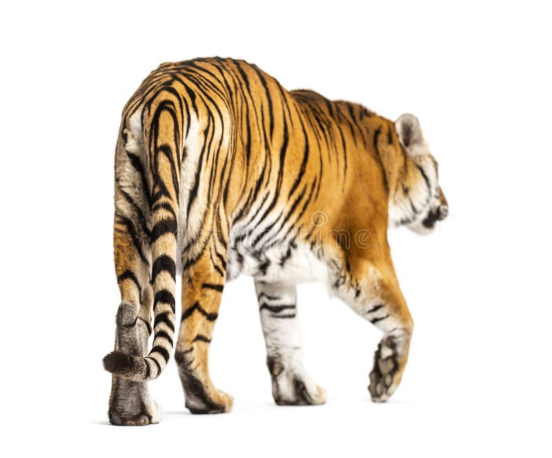 Vue arrière d'un tigre marcher ok aller loin gros chat isolé