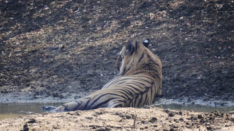 Vue arrière d'un tigre mâle allongé dans un trou d'eau à tadoba banque de vidéos