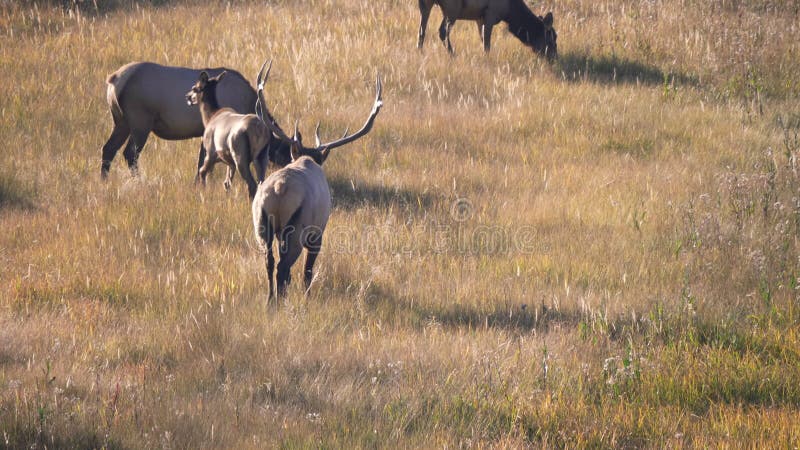 Vue arrière d'un wapiti de taureau marchant vers son harem à yellowstone banque de vidéos