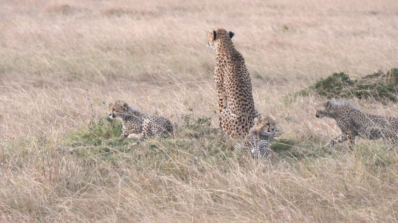 Vue arrière d'une famille de guépards à masai mara 4k 60p clips vidéos