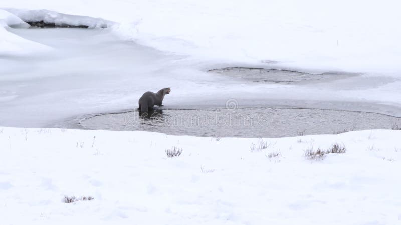 Vue arrière d'une loutre de rivière mangeant un poisson à yellowstone banque de vidéos