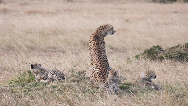 Vue arrière d'une mère guépard avec trois petits à masai mara banque de vidéos