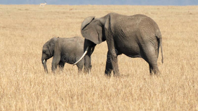Vue arrière d'une vache à éléphant et d'allaitement de veau à masai mara clips vidéos