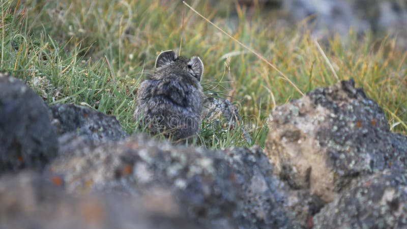 Vue arrière de 4k 60p d'une récolte pika l'herbe sur le mt washburn à yellowstone clips vidéos