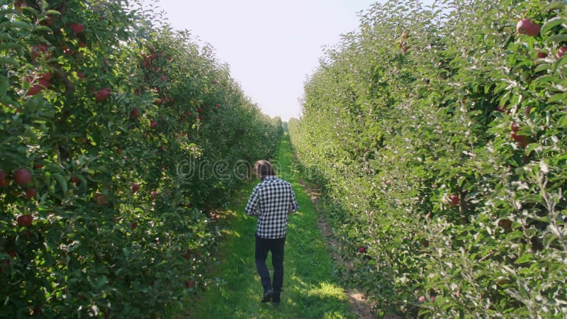 Vue arrière des hommes en marchant à travers le verger de pommiers banque de vidéos