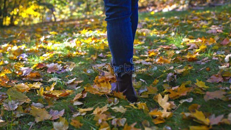 Vue arrière des jambes d'une femme marchant sur les feuilles tombées colorées du parc. banque de vidéos