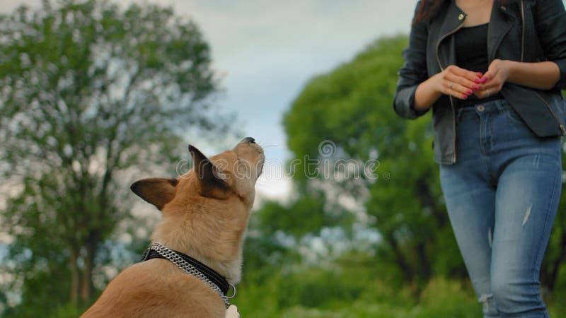 Vue arrière du chien qui attrape le repas à la mouche que la fille le jette