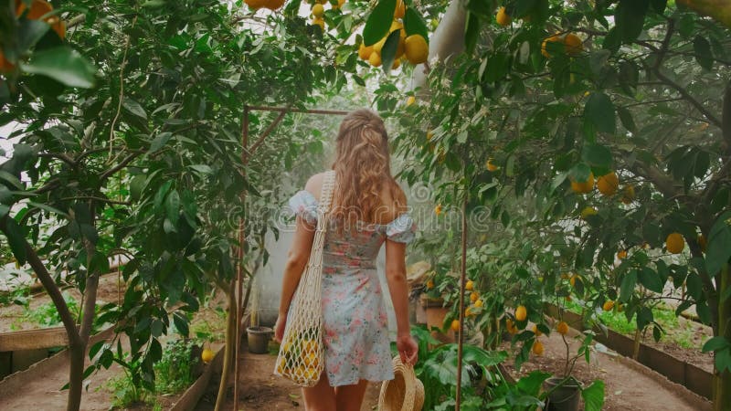 Vue arrière femme marche dans le jardin agrumes vert arbres. Touches mains Fruits citrons banque de vidéos