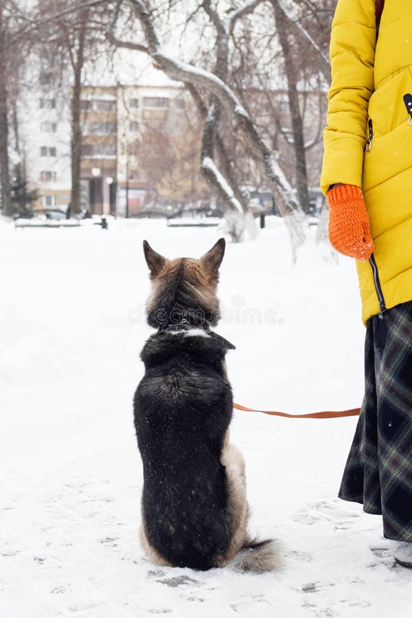 Vue arrière presque de reposer le chien brun sur une neige à son propriétaire photos stock Vue arrière presque de reposer le chien brun sur une neige à son propriétaire photos stock