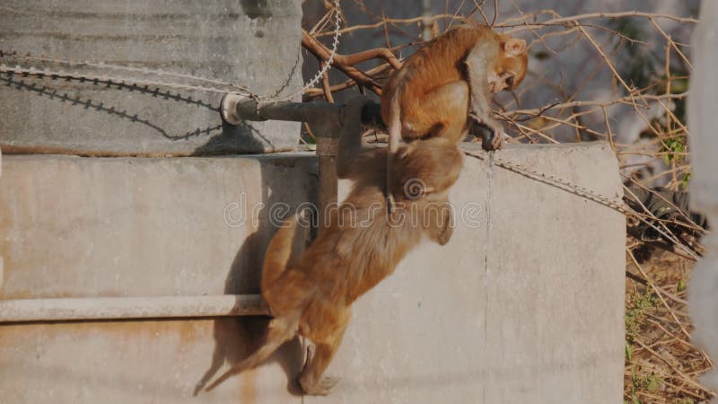 Vue arrière prise à haute cadence d'un macaque buvant à partir d'un robinet dans agra clips vidéos