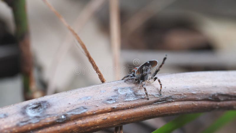 Vue arrière à haute cadence d'un écran de cour maratus volans mâle banque de vidéos