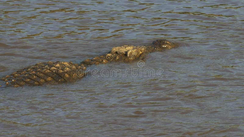 Vue aérienne arrière d'un grand crocodile nageant en rivière de Mara banque de vidéos
