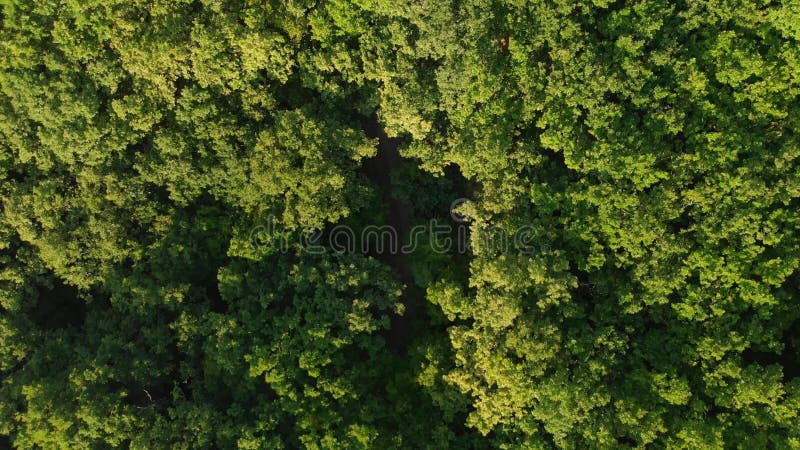 Vue aérienne au-dessus de forêt d'été dans le matin clips vidéos